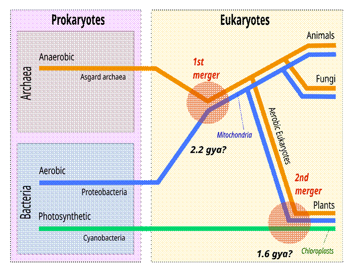 A diagram of prokaryotes

AI-generated content may be incorrect.