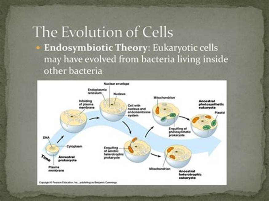 Early Earth History. - ppt download