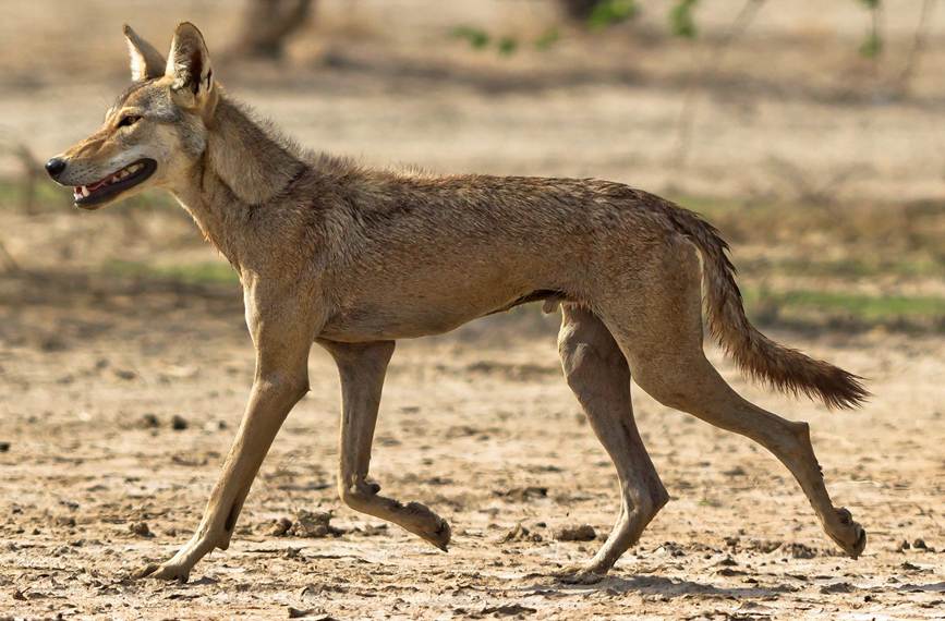 A slender Indian wolf, trotting left