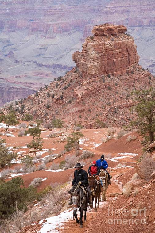 Mules in Grand Canyon Photograph by Jim West - Fine Art America