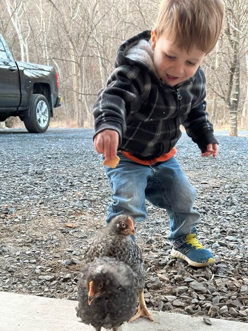 A child feeding chickens on a gravel road

Description automatically generated