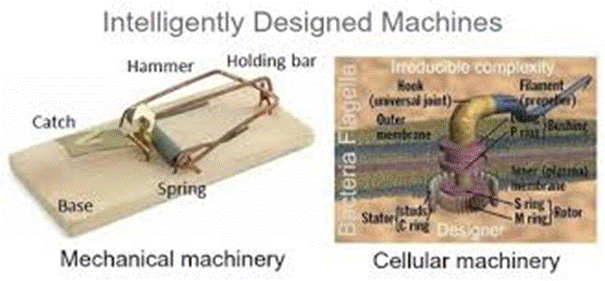 irreducible complex mousetrap - evolution is impossible