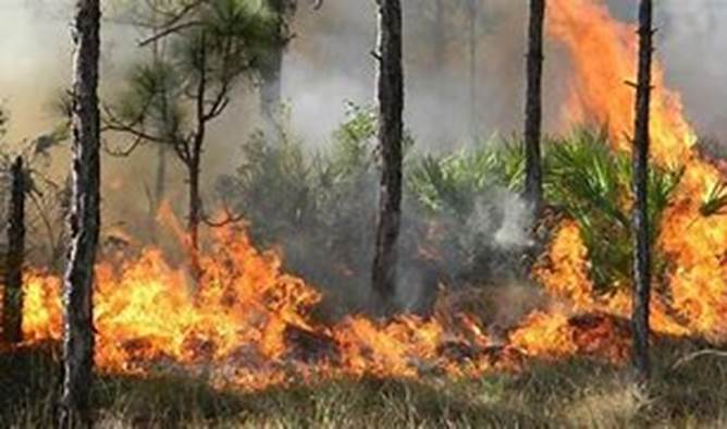 Image result for florida wildfire