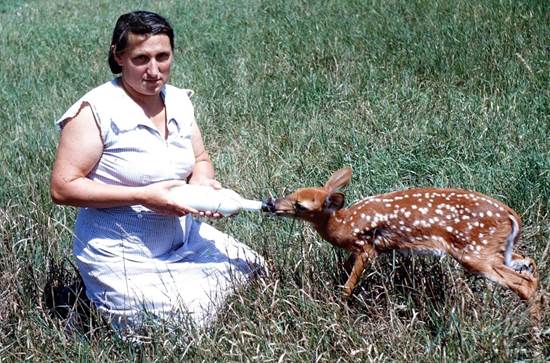 A person kneeling next to a deer

Description automatically generated with medium confidence